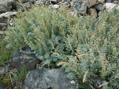 Artemisia alaskana