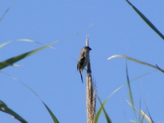 Sporophila morelleti