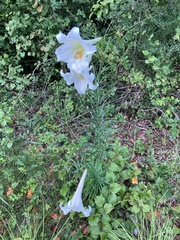 Lilium philippinense