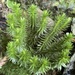 Huperzia × protoporophila - Photo (c) Alan Weakley, algunos derechos reservados (CC BY-NC), uploaded by Alan Weakley