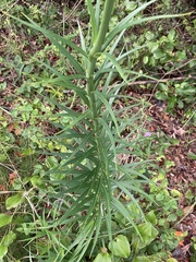 Lilium philippinense