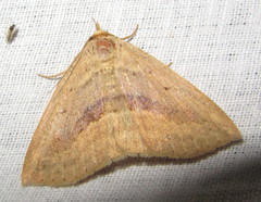 Blasticorhinus