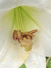 Lilium philippinense