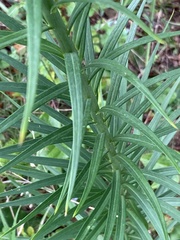 Lilium philippinense