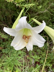 Lilium philippinense