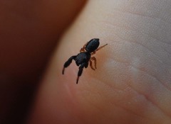 Harmochirus brachiatus