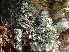 Parmotrema robustum