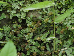 Marchantia emarginata