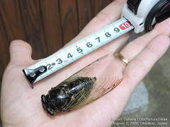 Cryptotympana facialis