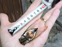 Cryptotympana facialis