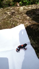 Oophaga histrionica