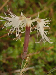 Dianthus superbus alpestris