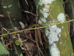 Bambusa stenostachya