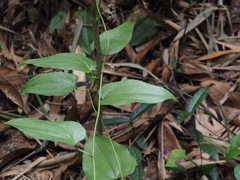 Smilax bracteata