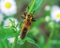 Cophinopoda