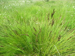 Carex nigra juncea