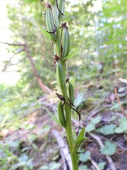 Platanthera bifolia
