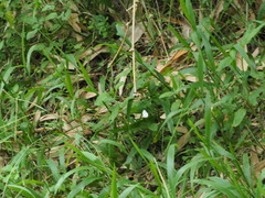 Leptosia nina niobe
