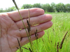 Carex nigra juncea