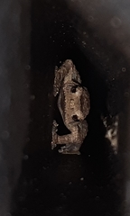 Metaphrynella pollicaris