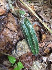 Acanthocereus hesperius