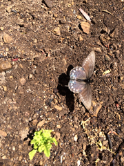 Battus philenor hirsuta