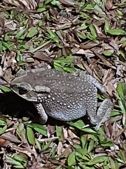 Duttaphrynus melanostictus
