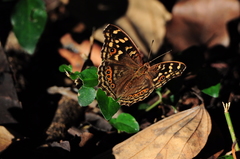 Junonia erigone
