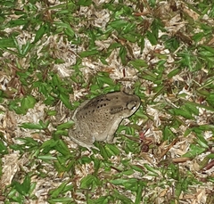 Duttaphrynus melanostictus