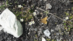 Setina aurita