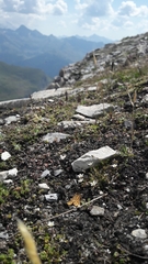 Setina aurita