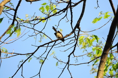 Orthotomus sepium