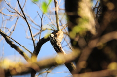Dendrocopos analis