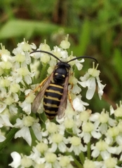 Dolichovespula saxonica