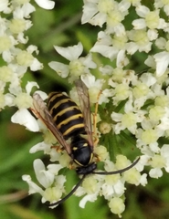 Dolichovespula saxonica