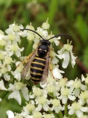 Dolichovespula saxonica
