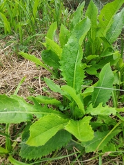 Cirsium oleraceum