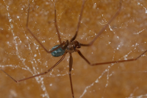 Wine Cellar Spider