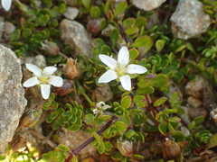 Arenaria biflora
