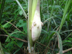 Orseolia miscanthi