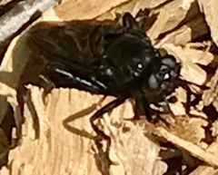 Mydidae