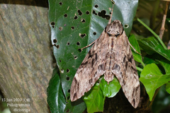 Psilogramma discistriga