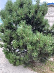 Pinus