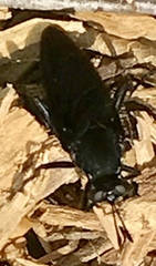 Mydidae