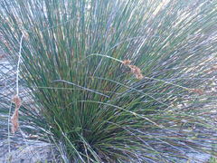 Thamnochortus insignis