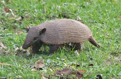 Euphractus sexcinctus