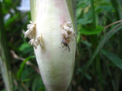 Orseolia miscanthi