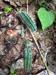 Acanthocereus hesperius