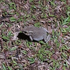 Duttaphrynus melanostictus
