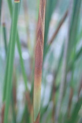 Thamnochortus insignis